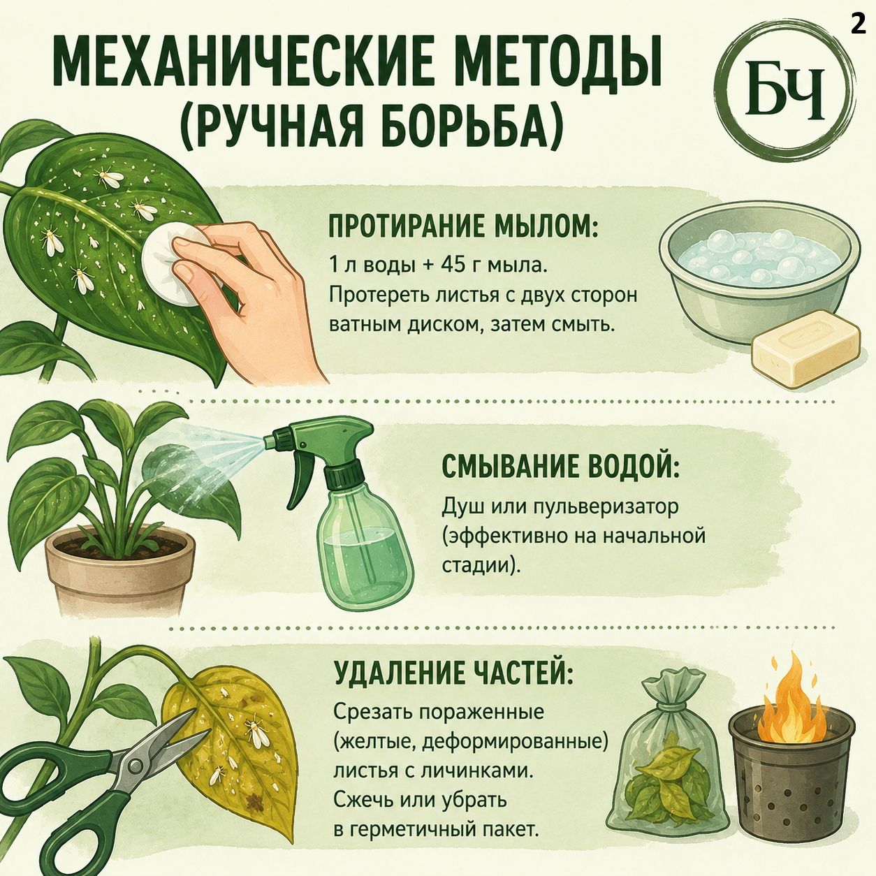 Как избавиться от белокрылки в теплице и на открытом грунте (карточки)