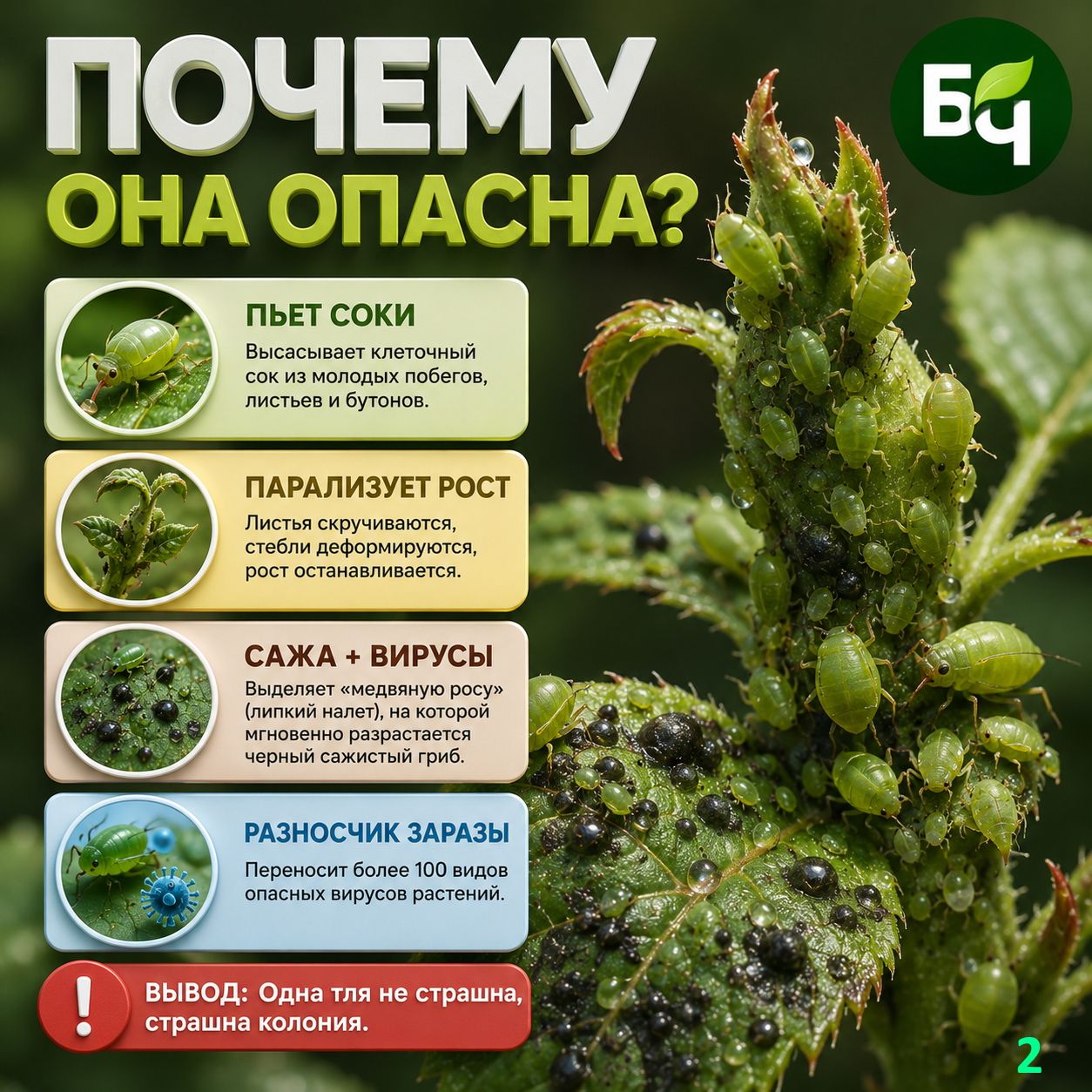Почему тля опасна? (карточки)