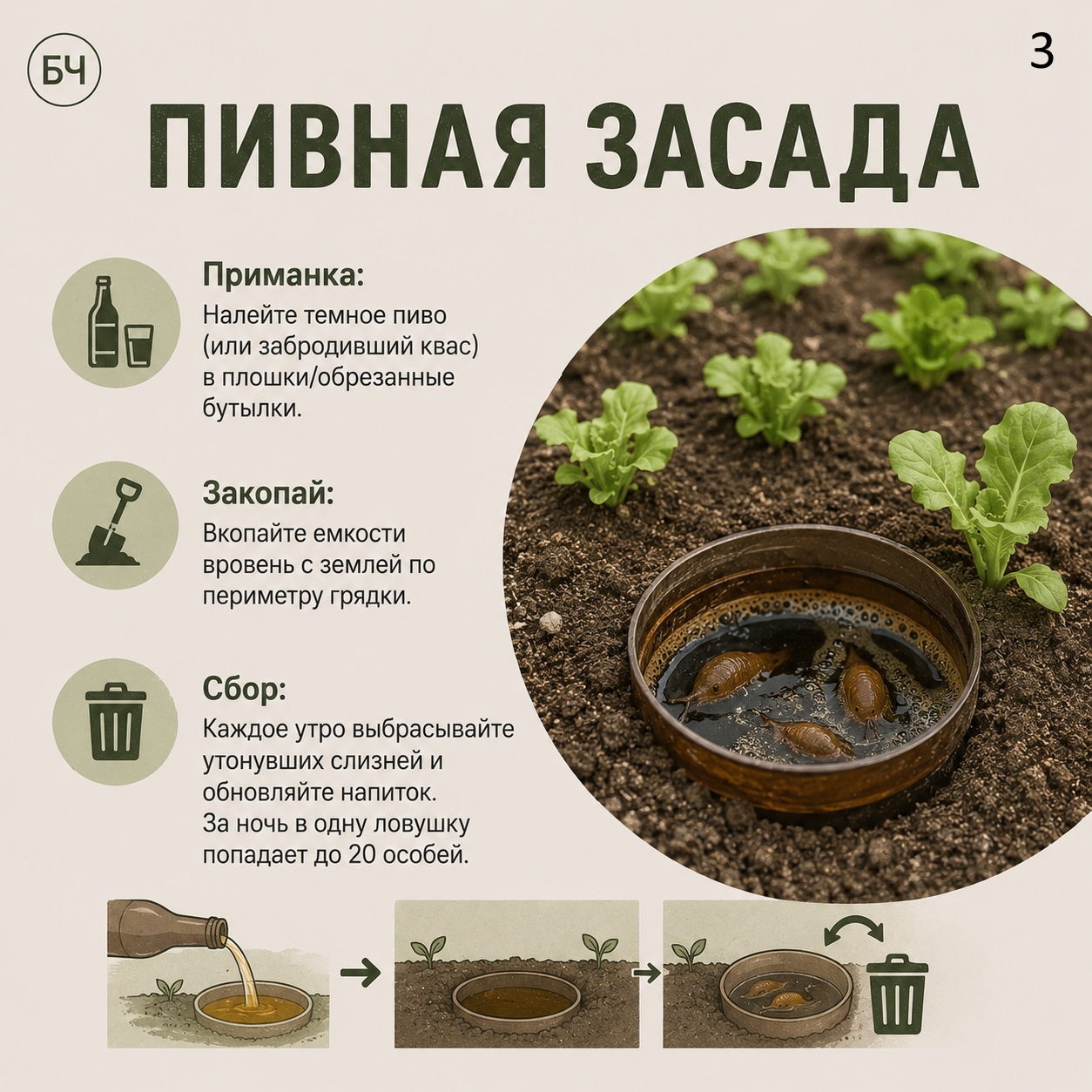 Как избавиться от слизней на участке? (карточки)