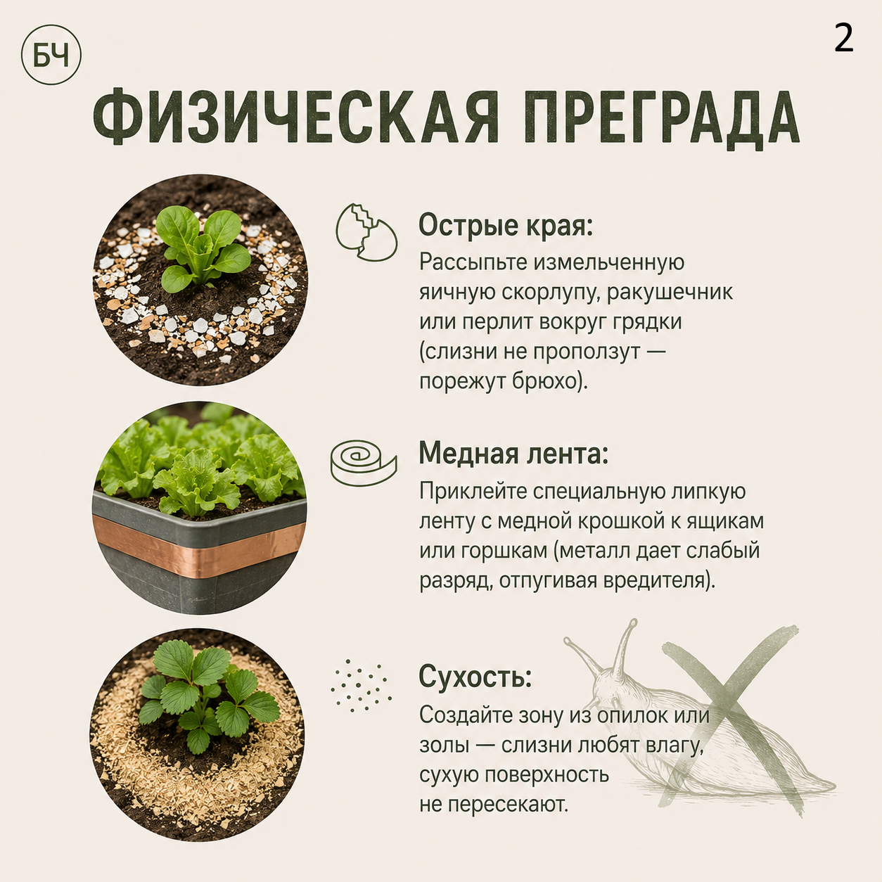 Как избавиться от слизней на участке? (карточки)