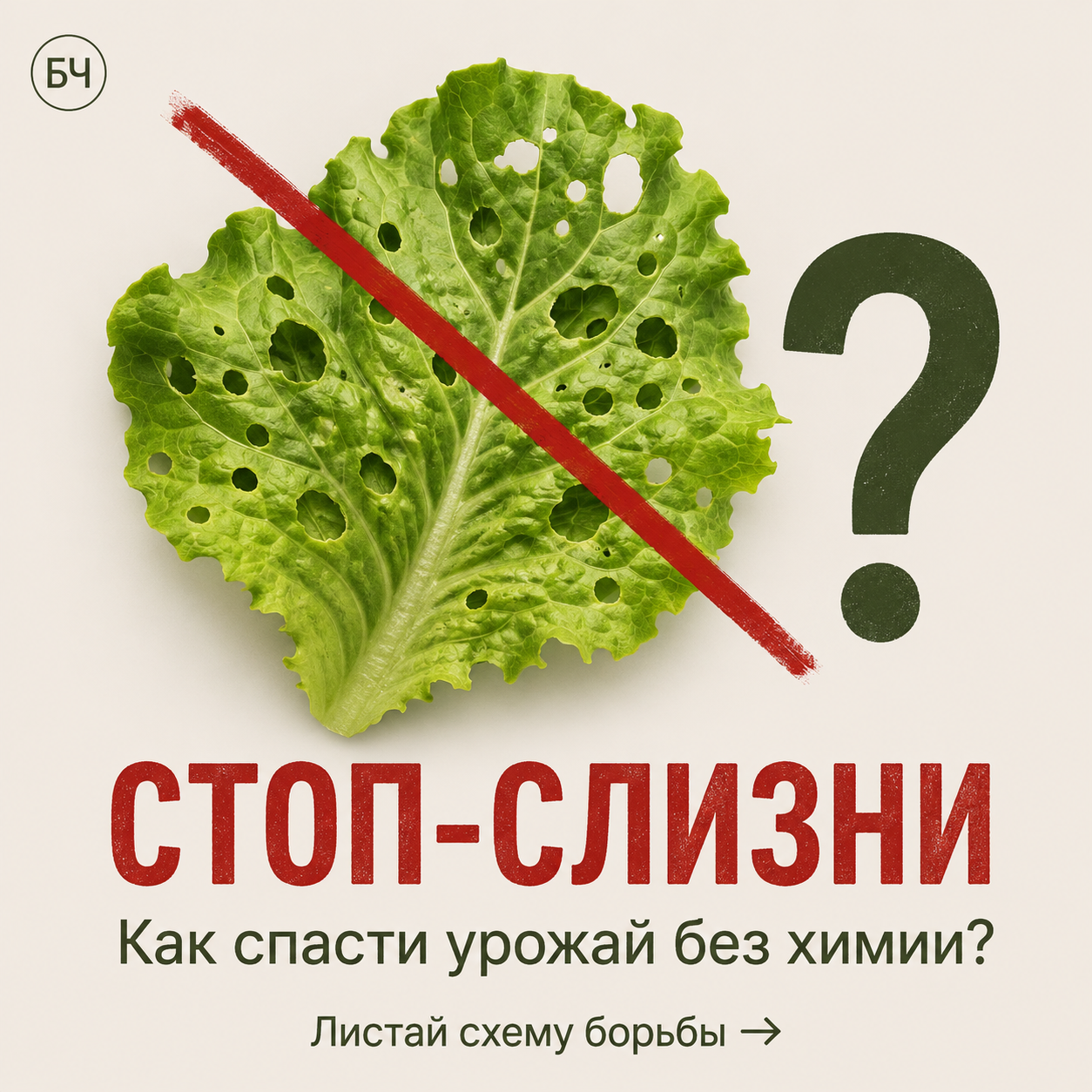 Как избавиться от слизней на участке? (карточки)