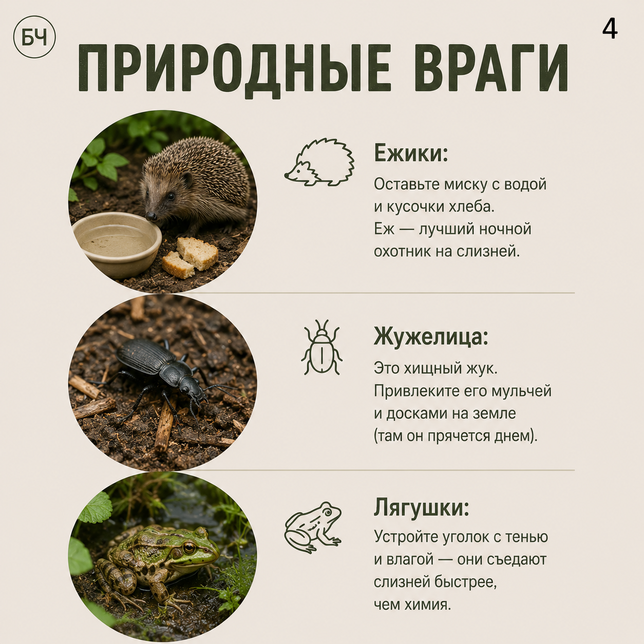 Как избавиться от слизней на участке? (карточки)