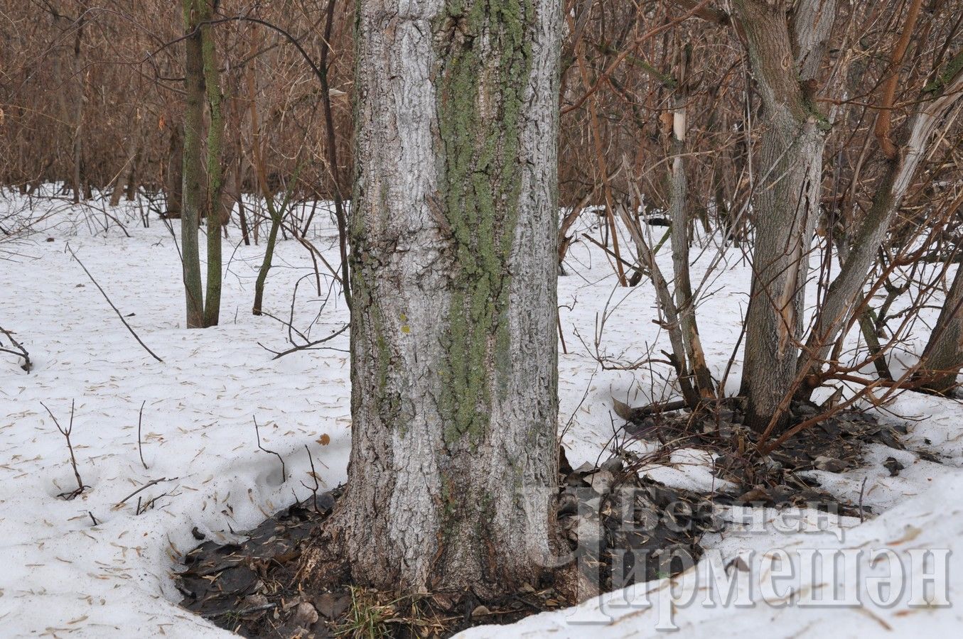 В Черемшане наступает весна (ФОТОРЕПОРТАЖ)