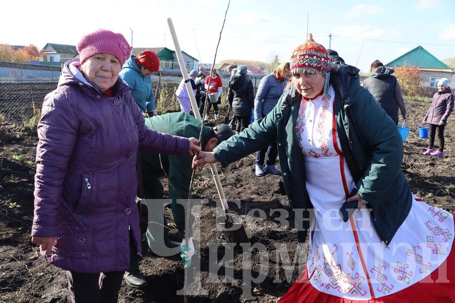 В Новом Ильмово посадили 99 саженцев яблонь (ФОТОРЕПОРТАЖ)