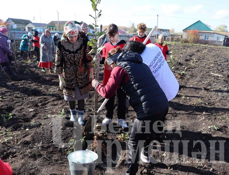 В Новом Ильмово посадили 99 саженцев яблонь (ФОТОРЕПОРТАЖ)