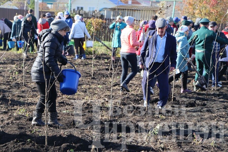 Яңа Элмәледәге ак бакчада 99 төп алмагач үсентесе утырттылар (ФОТОРЕПОРТАЖ)