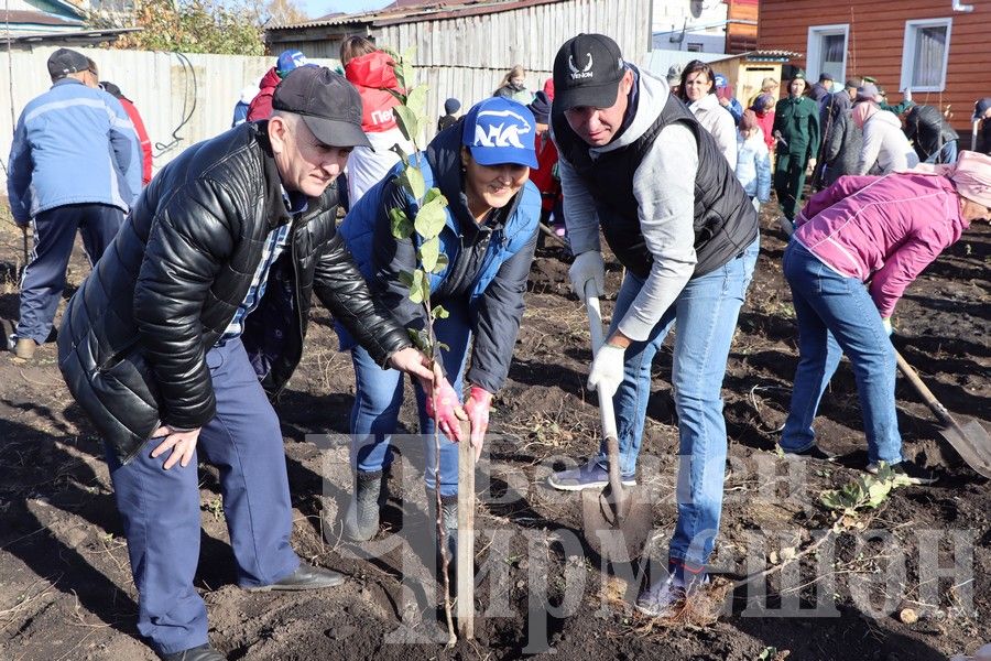 Яңа Элмәледәге ак бакчада 99 төп алмагач үсентесе утырттылар (ФОТОРЕПОРТАЖ)