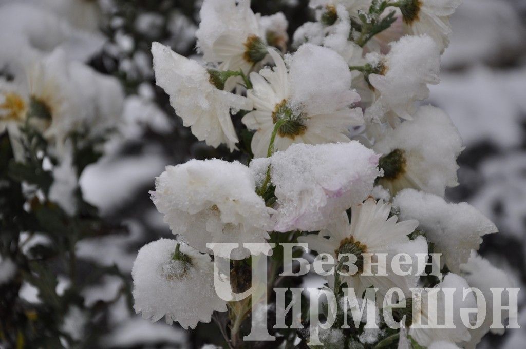 В Черемшане выпал первый снег (ФОТОРЕПОРТАЖ)