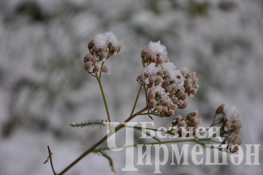 Чирмешәндә - беренче кар (ФОТОРЕПОРТАЖ)