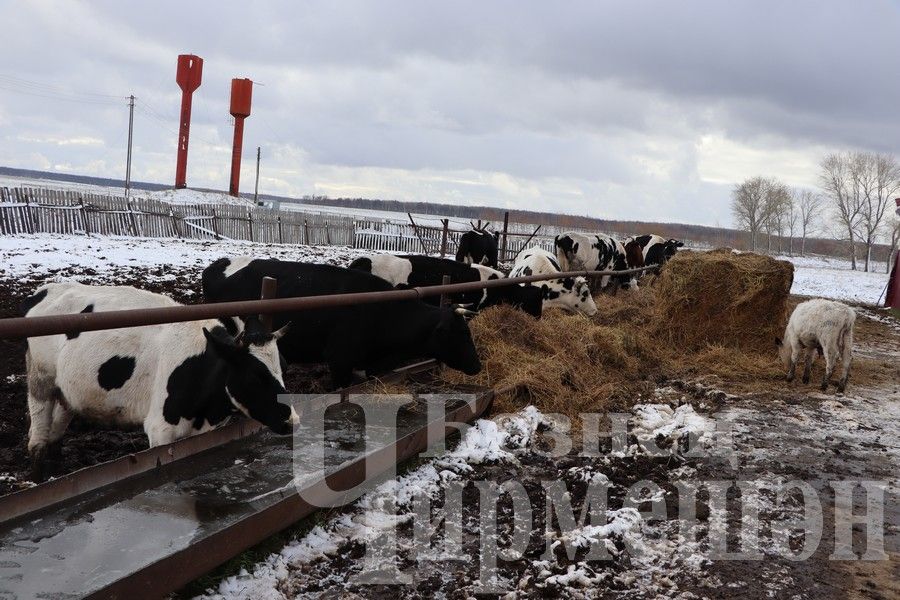 Ивашкинода, Кармышта, Әккәрәйдә авыл хуҗалыгы буенча семинар булды (ФОТОРЕПОРТАЖ)