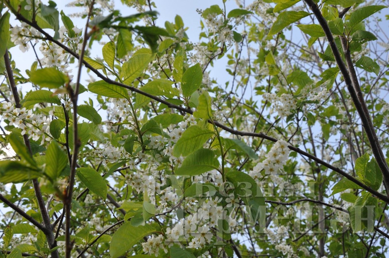 В Черемшан пришла настоящая весна (ФОТОРЕПОРТАЖ)