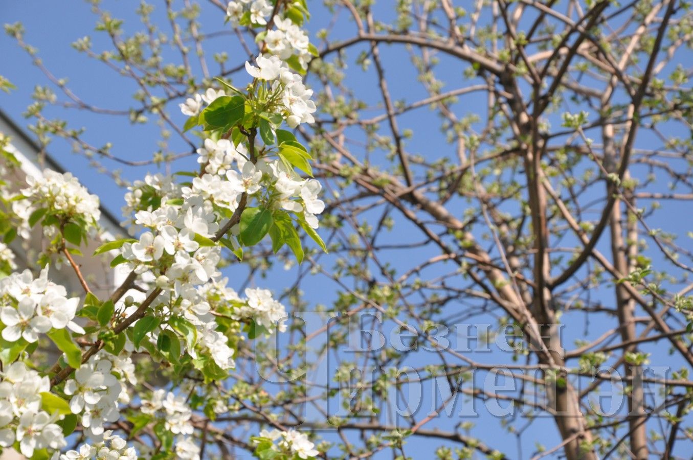 В Черемшан пришла настоящая весна (ФОТОРЕПОРТАЖ)