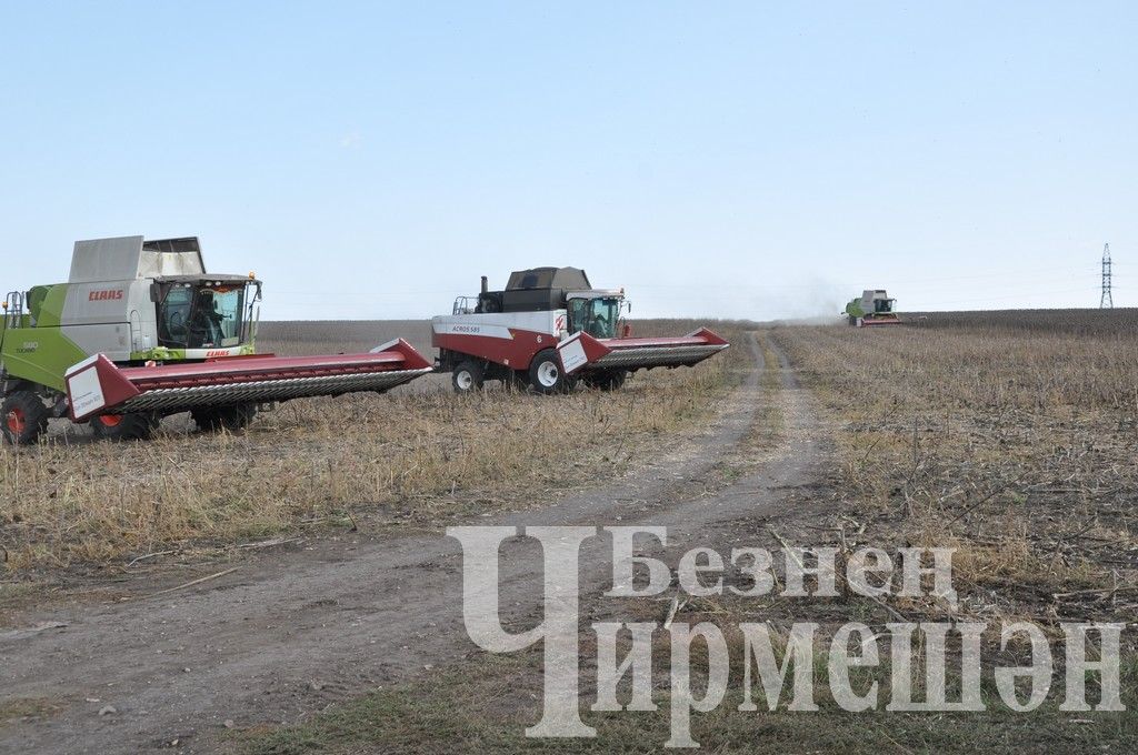 Общество "БИО-АГРО" обмолачивает подсолнечник вблизи села Мордовское Афонькино (ФОТОРЕПОРТАЖ)