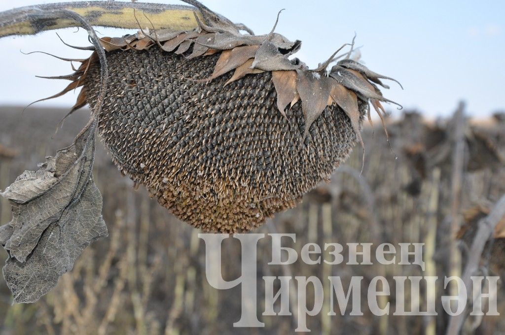 Общество "БИО-АГРО" обмолачивает подсолнечник вблизи села Мордовское Афонькино (ФОТОРЕПОРТАЖ)