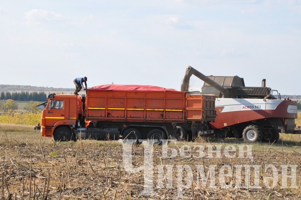 Общество "БИО-АГРО" обмолачивает подсолнечник вблизи села Мордовское Афонькино (ФОТОРЕПОРТАЖ)