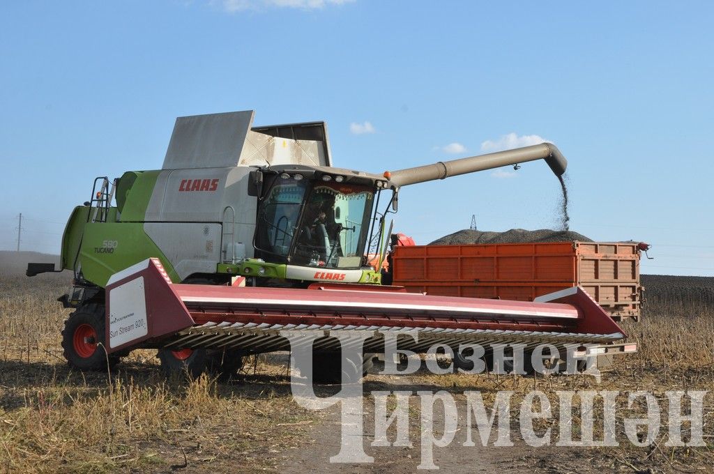 Общество "БИО-АГРО" обмолачивает подсолнечник вблизи села Мордовское Афонькино (ФОТОРЕПОРТАЖ)