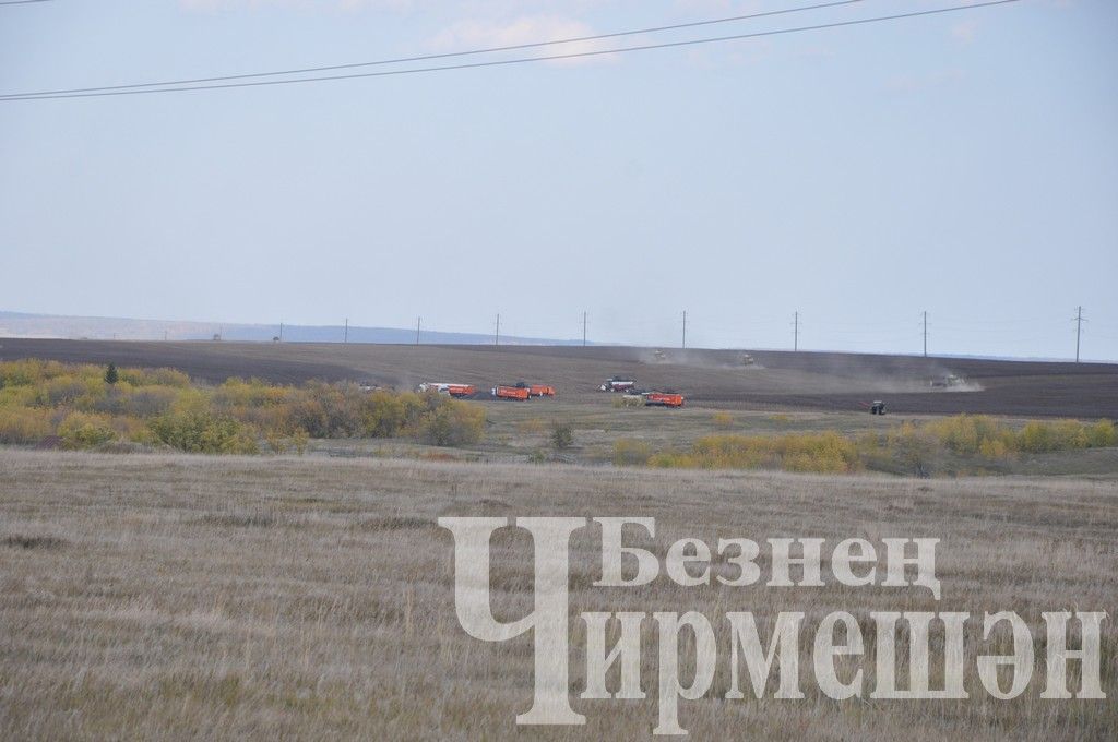 Общество "БИО-АГРО" обмолачивает подсолнечник вблизи села Мордовское Афонькино (ФОТОРЕПОРТАЖ)