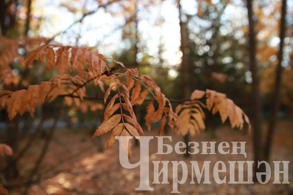 Один из теплых осенних дней в Черемшане (ФОТОРЕПОРТАЖ)