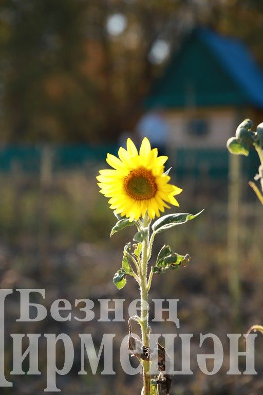 Один из теплых осенних дней в Черемшане (ФОТОРЕПОРТАЖ)