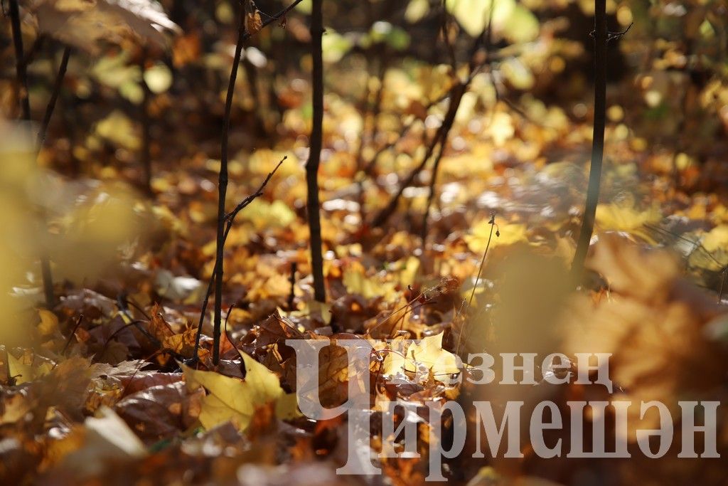 Один из теплых осенних дней в Черемшане (ФОТОРЕПОРТАЖ)