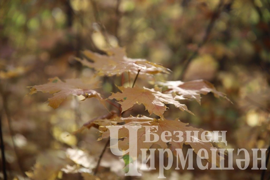 Один из теплых осенних дней в Черемшане (ФОТОРЕПОРТАЖ)