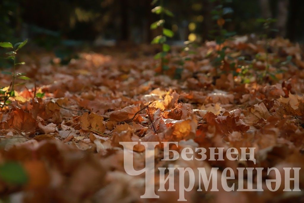 Один из теплых осенних дней в Черемшане (ФОТОРЕПОРТАЖ)