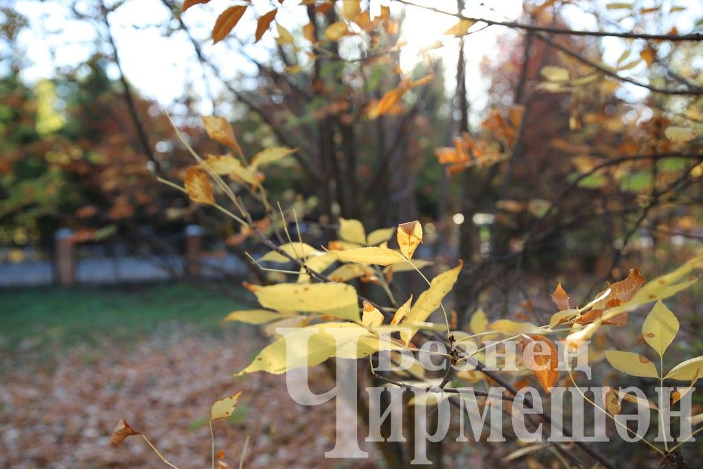 Один из теплых осенних дней в Черемшане (ФОТОРЕПОРТАЖ)