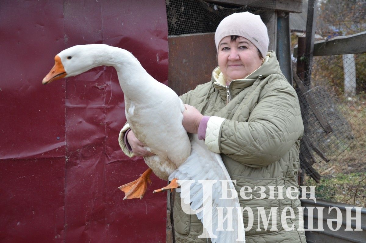 Кара Чишмә уңганнары (ФОТОРЕПОРТАЖ)