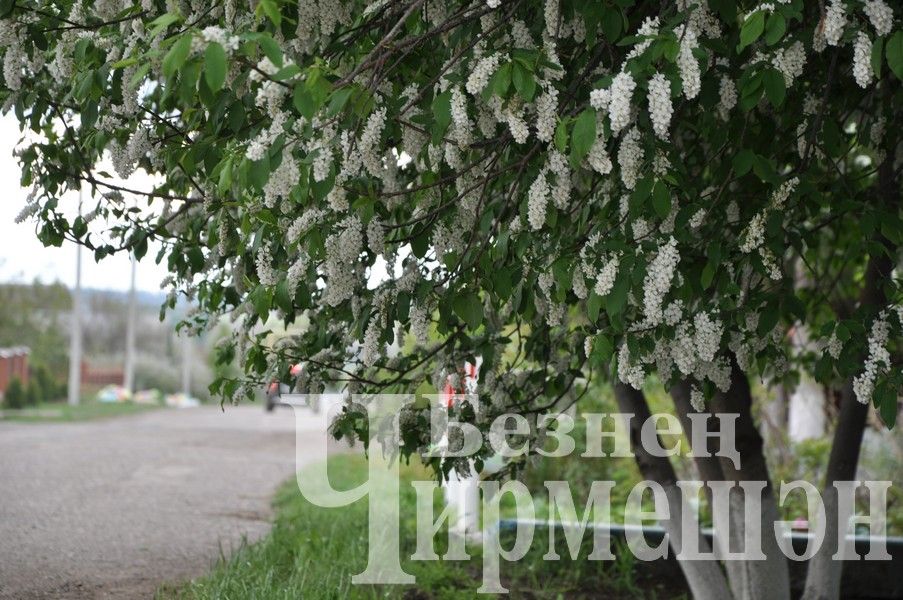 Черемшан украсили весенние цветы (ФОТОРЕПОРТАЖ)