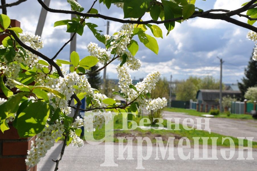 Черемшан украсили весенние цветы (ФОТОРЕПОРТАЖ)