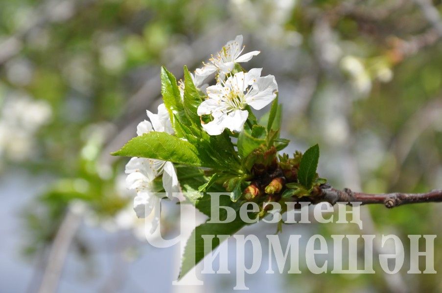 Черемшан украсили весенние цветы (ФОТОРЕПОРТАЖ)