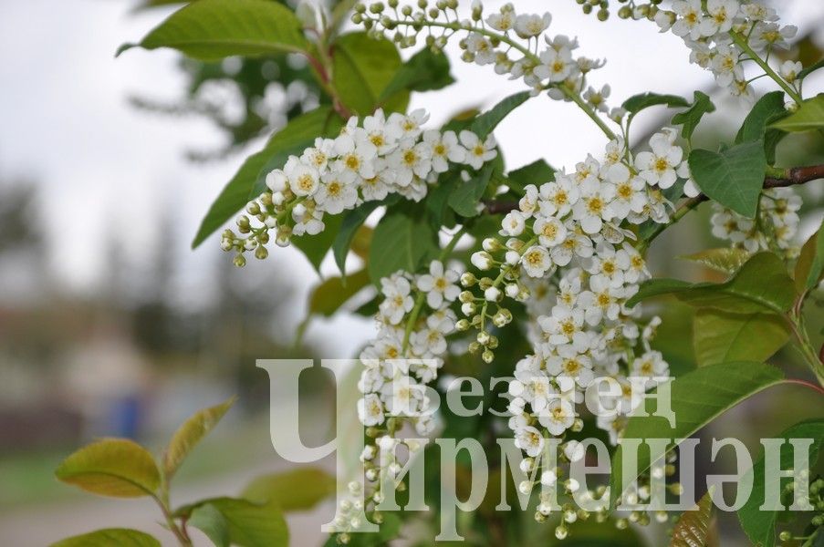 Черемшан украсили весенние цветы (ФОТОРЕПОРТАЖ)