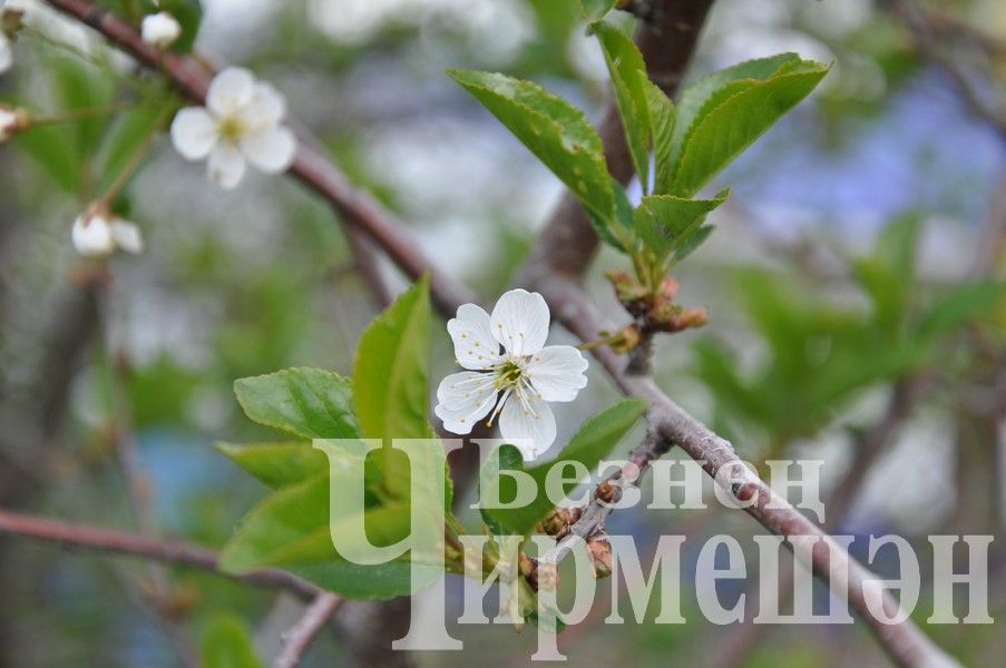 Черемшан украсили весенние цветы (ФОТОРЕПОРТАЖ)