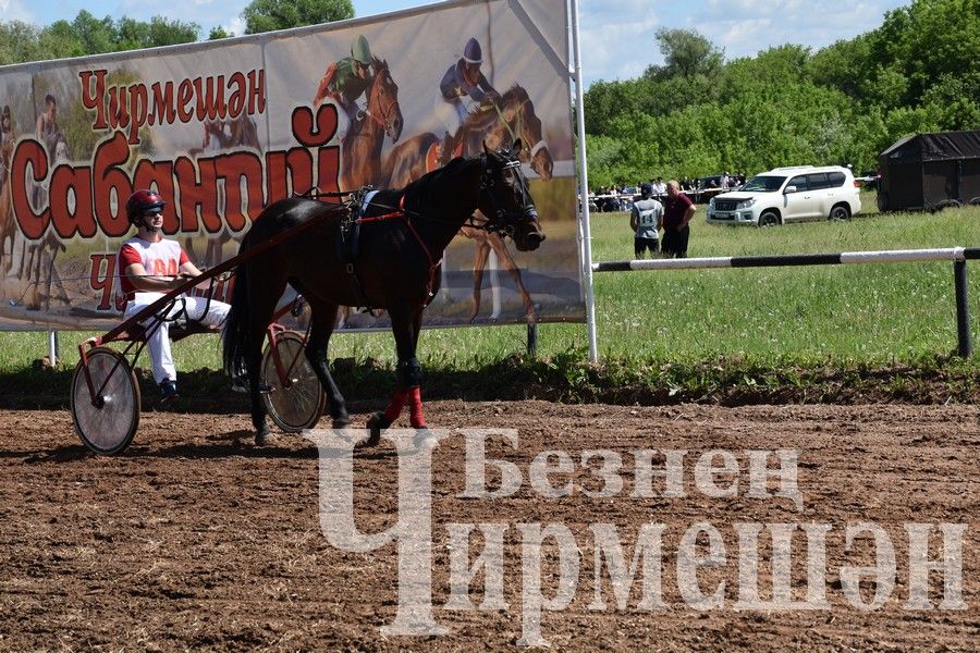 Сабантуй в Черемшане 2024: конные скачки и борьба на лошадях "Аударыш" (ФОТОРЕПОРТАЖ)