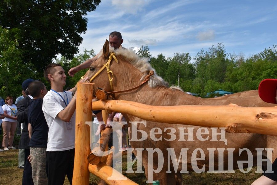 Сабантуй в Черемшане 2024: конные скачки и борьба на лошадях "Аударыш" (ФОТОРЕПОРТАЖ)