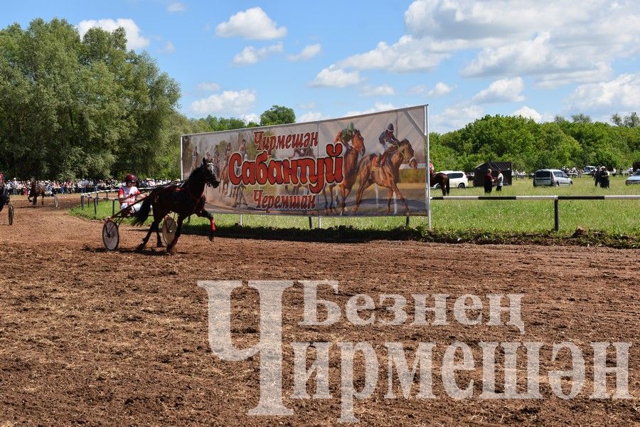 Сабантуй в Черемшане 2024: конные скачки и борьба на лошадях "Аударыш" (ФОТОРЕПОРТАЖ)