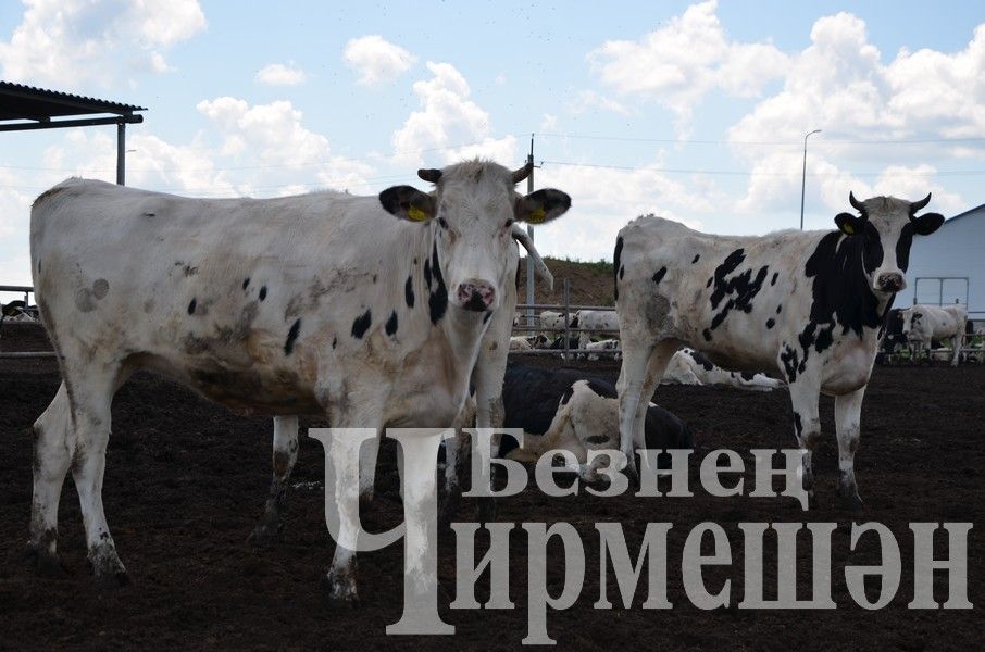 В Верхнекаменском обществе "Ильхан" приступили к заготовке сенажа (ФОТОРЕПОРТАЖ)