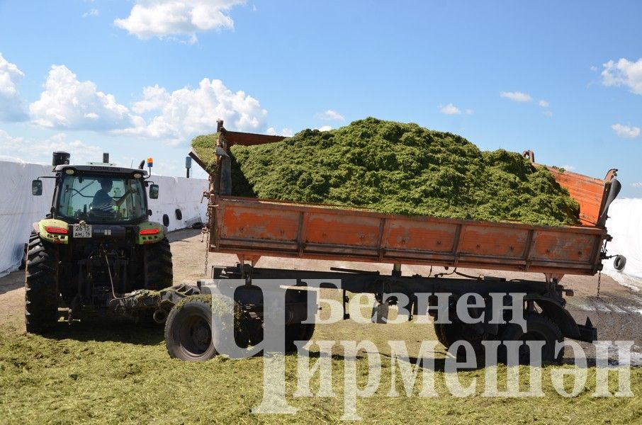 В Верхнекаменском обществе "Ильхан" приступили к заготовке сенажа (ФОТОРЕПОРТАЖ)