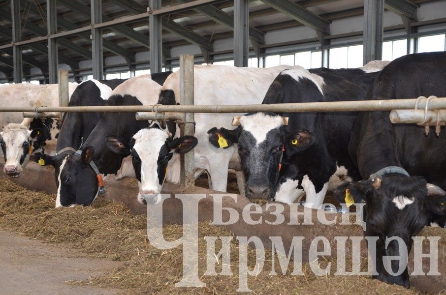 В Верхнекаменском обществе "Ильхан" приступили к заготовке сенажа (ФОТОРЕПОРТАЖ)