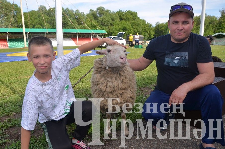 Сабантуй-2024 в Черемшане: национальная борьба корэш (ФОТОРЕПОРТАЖ)