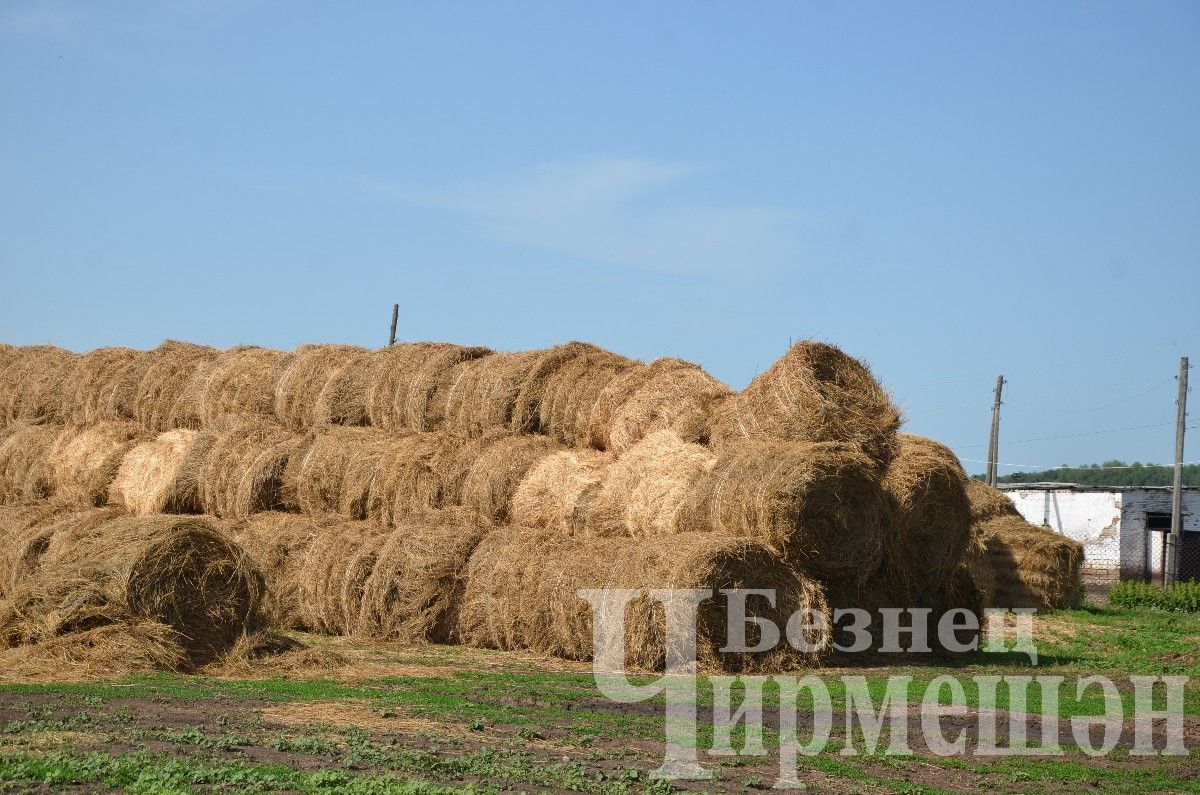 Жители Нового Ильмова заготавливают корм для скота (ФОТОРЕПОРТАЖ)