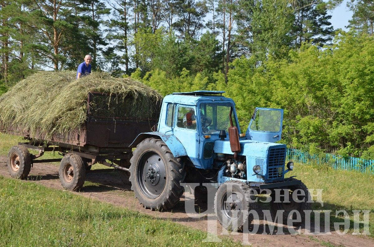 Жители Нового Ильмова заготавливают корм для скота (ФОТОРЕПОРТАЖ)