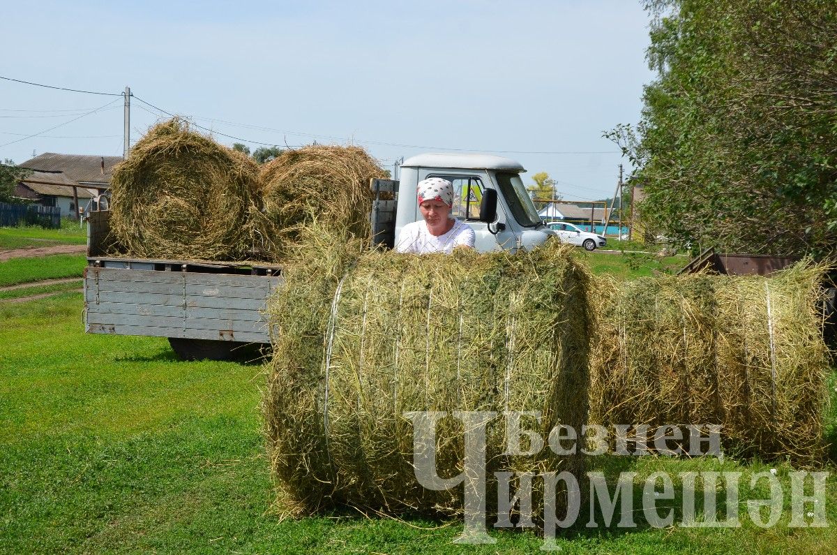 Яңа Элмәле халкы терлек азыгы әзерли (ФОТОРЕПОРТАЖ)