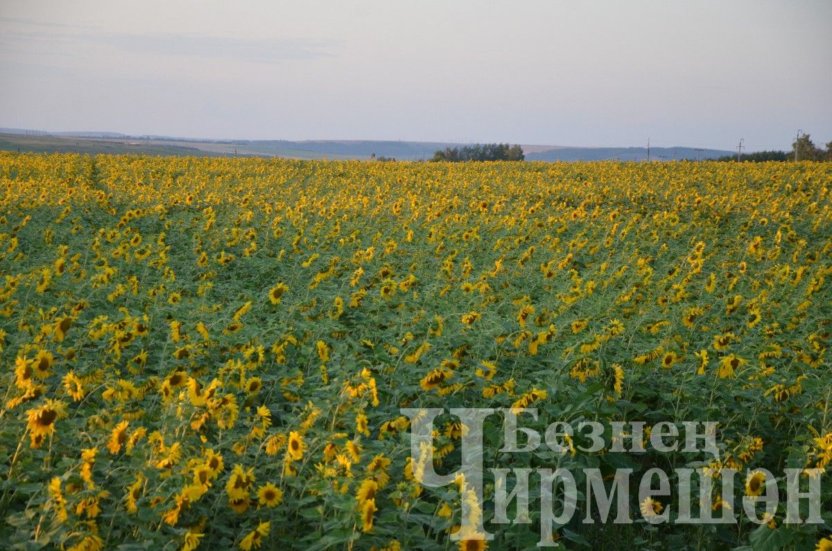 "ЧИРМЕШӘНАГРОХЕЗМӘТЛӘРЕ" җәмгыятенең урак уңганнары (ФОТОРЕПОРТАЖ)