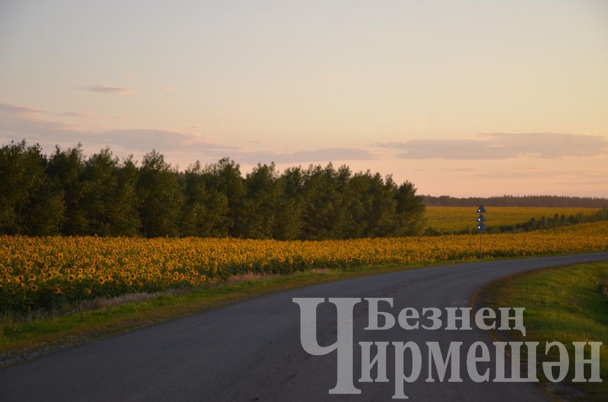 "ЧИРМЕШӘНАГРОХЕЗМӘТЛӘРЕ" җәмгыятенең урак уңганнары (ФОТОРЕПОРТАЖ)