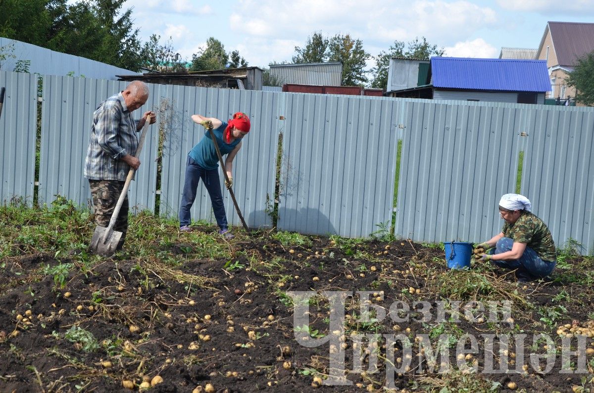 Чирмешәнлеләр ял көннәрендә бакчаларда удар хезмәт куйды (ФОТОРЕПОРТАЖ)