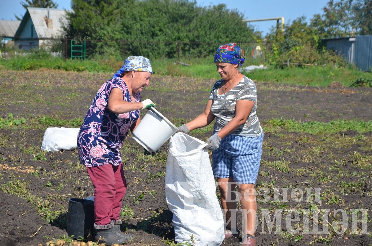 На прошедших выходных черемшанцы потрудились в огородах на славу (ФОТОРЕПОРТАЖ)