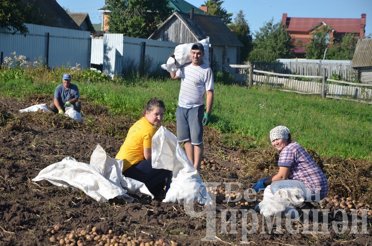 Чирмешәнлеләр ял көннәрендә бакчаларда удар хезмәт куйды (ФОТОРЕПОРТАЖ)