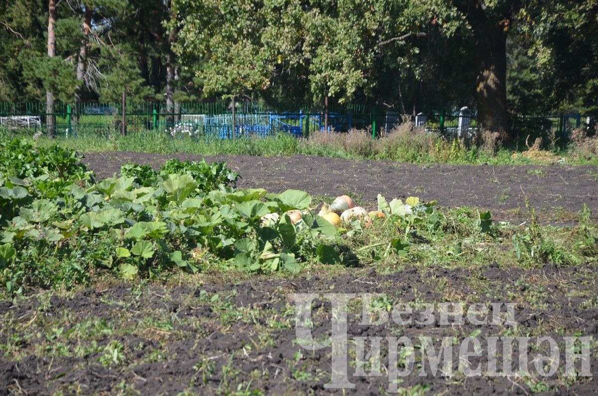 На прошедших выходных черемшанцы потрудились в огородах на славу (ФОТОРЕПОРТАЖ)