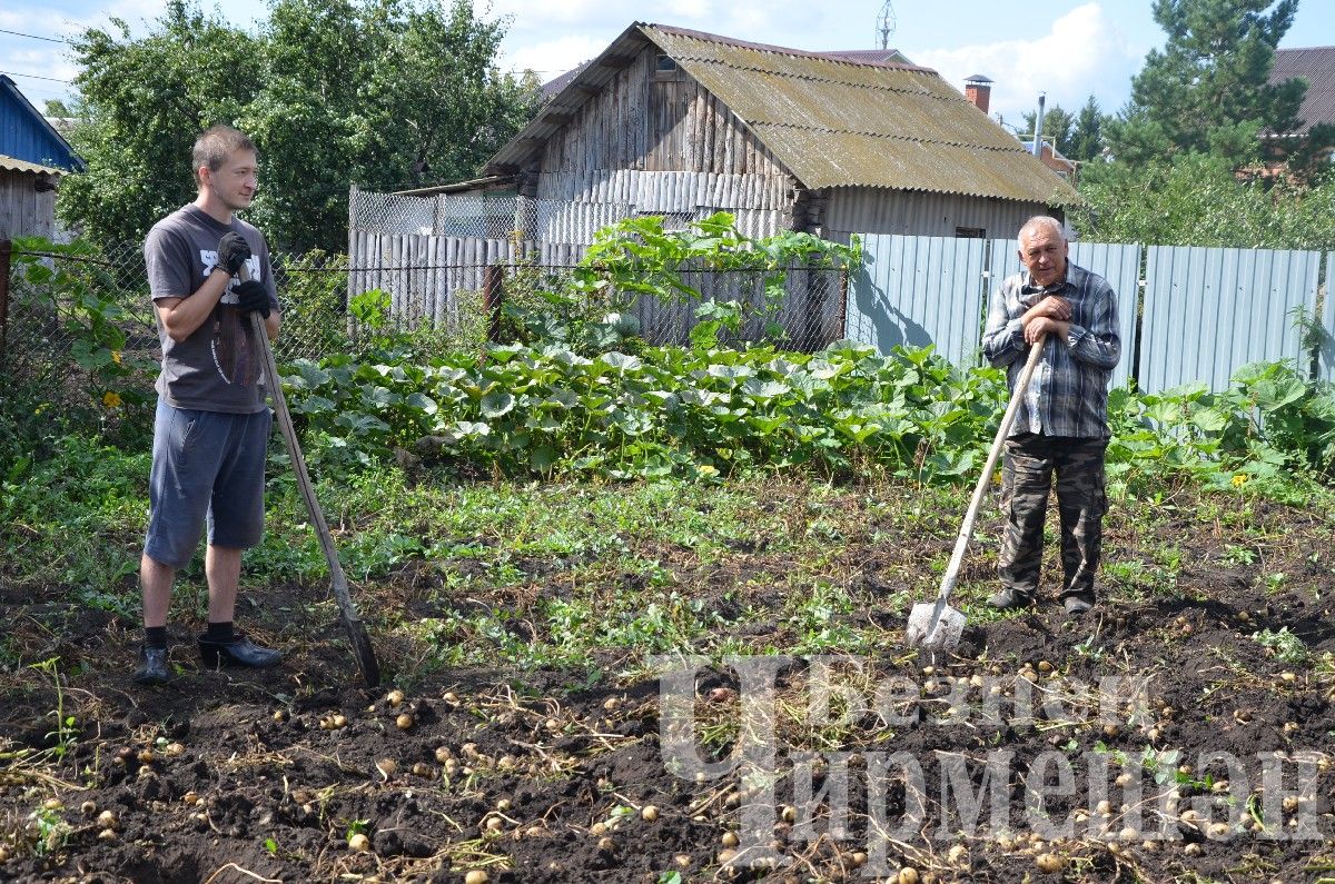 Чирмешәнлеләр ял көннәрендә бакчаларда удар хезмәт куйды (ФОТОРЕПОРТАЖ)